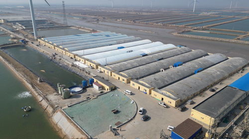 科技賦能，綠色轉型 東營市河口區以工廠化養殖與礦山技術走出鄉村振興新步伐